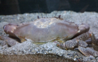 カニ