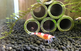 エビ