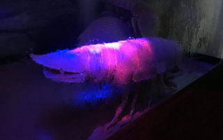 カニ
