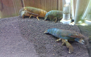 カニ