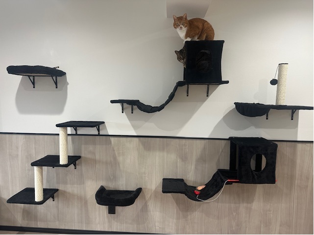 キャットウォーク