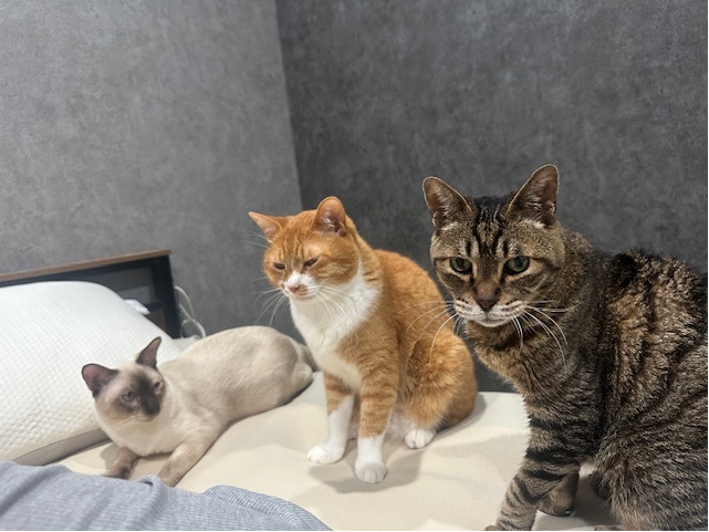 にゃんず３兄弟